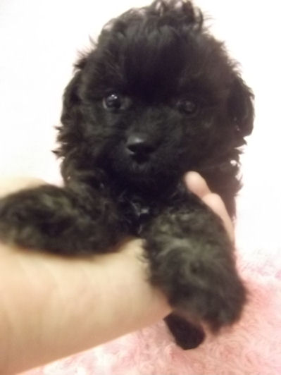 チワワ　ティーカッププードル　ブリーダー　子犬販売の専門店　ＡｎｇｅｌＷａｎ　東京　ペット