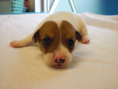 ジャックラッセルテリア　ブリーダー　子犬販売の専門店　AngelWan　横浜市　戸塚区