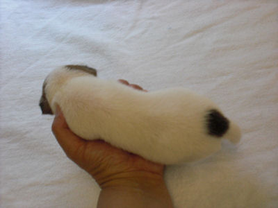 ジャックラッセルテリア　ブリーダー　子犬販売の専門店　AngelWan　横浜市　泉区　栄区