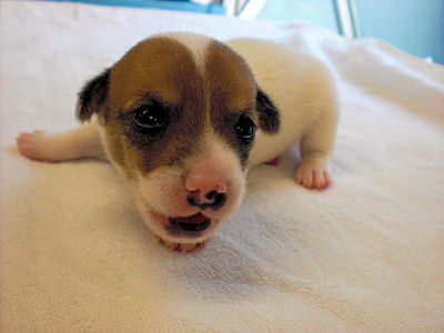 ジャックラッセルテリア　ブリーダー　子犬販売の専門店　AngelWan　横浜