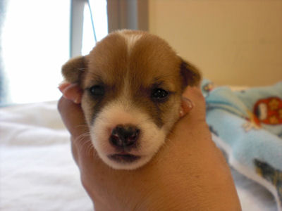 ジャックラッセルテリア　ブリーダー　子犬販売の専門店　AngelWan　横浜市　都筑区