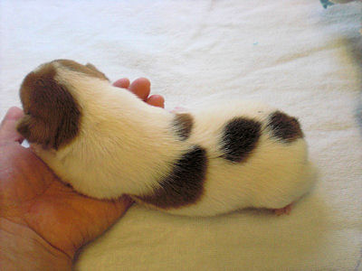 ジャックラッセルテリア　ブリーダー　子犬販売の専門店　AngelWan　静岡　山梨　長野