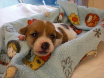 ジャックラッセルテリア　ブリーダー　子犬販売の専門店　AngelWan　青森　秋田　新潟