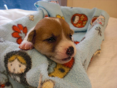 ジャックラッセルテリア　ブリーダー　子犬販売の専門店　AngelWan　東京都　町田市