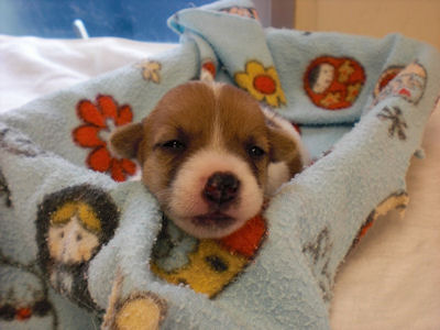 ジャックラッセルテリア　ブリーダー　子犬販売の専門店　AngelWan　千葉　埼玉　兵庫