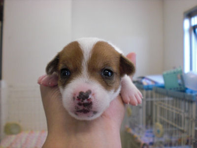 ジャックラッセルテリア　ブリーダー　子犬販売の専門店　AngelWan　空輸　全国対応