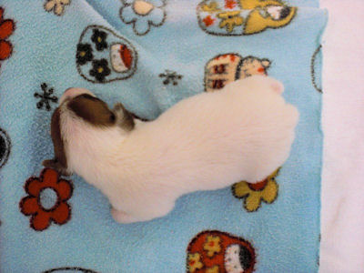 ジャックラッセルテリア　ブリーダー　子犬販売の専門店　AngelWan　神奈川県