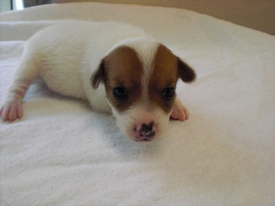 ジャックラッセルテリア　ブリーダー　子犬販売の専門店　AngelWan　スムース