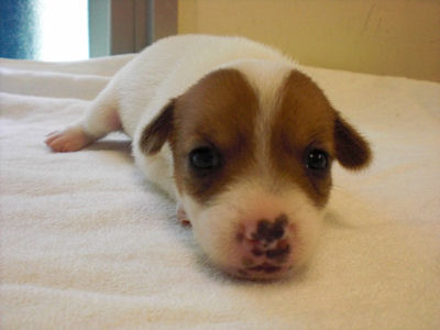 ジャックラッセルテリア　ブリーダー　子犬販売の専門店　AngelWan　手渡し　空輸