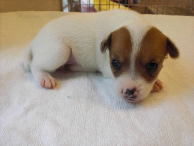 ジャックラッセルテリア　ブリーダー　子犬販売の専門店　AngelWan　関東甲信越