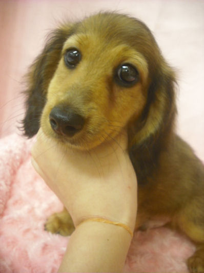 ミニチュアダックスフンド　ブリーダー　子犬販売の専門店　AngelWan　ペットショップ