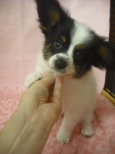 パピヨン　ブリーダー　子犬販売の専門店　AngelWan　横浜市　戸塚区　泉区　都筑区