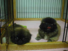 ペキニーズ　ブリーダー　子犬販売の専門店　AngelWan　神奈川県　東京都　山梨　静岡