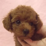 トイプードル　ブリーダー　子犬販売の専門店　AngelWan　横浜