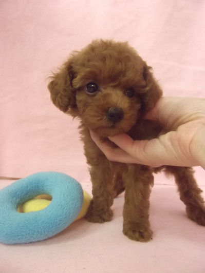 トイプードル　ブリーダー　子犬販売の専門店　AngelWan　東京　静岡　山梨　長野　新潟