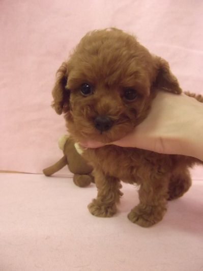 トイプードル　ブリーダー　子犬販売の専門店　AngelWan　全国対応可能　空輸　手渡し