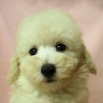 トイプードル　ブリーダー　仔犬販売の専門店　AngelWan　横浜