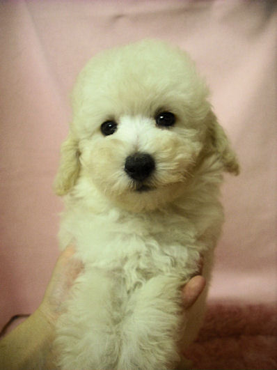 トイプードル　ブリーダー　仔犬販売の専門店　AngelWan　ペットショップ　神奈川県