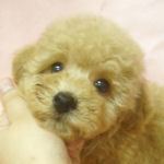 トイプードルの子犬 アプリコット トイプードル ブリーダー 仔犬販売の専門店 AngelWan 横浜