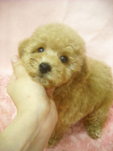 トイプードル 小ぶり 全国対応可能 トイプードル ブリーダー 子犬販売の専門店 AngelWan 横浜市 戸塚区 ペットショップ