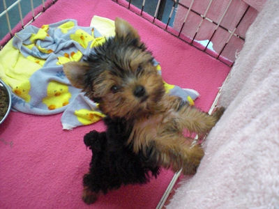 ヨークシャーテリア　ブリーダー　子犬販売の専門店　AngelWan　神奈川県　相模原市