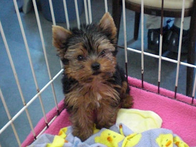 ヨークシャーテリア　ブリーダー　子犬販売の専門店　AngelWan　川崎市　町田市