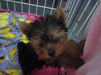 ヨークシャーテリア　ブリーダー　子犬販売の専門店　AngelWan　湘南　横浜　川崎