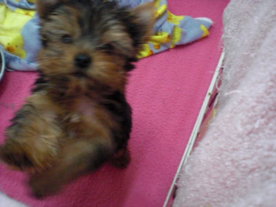 ヨークシャーテリア　ブリーダー　子犬販売の専門店　AngelWan　山梨　長野　静岡