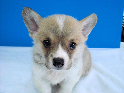 コーギー　ブリーダー　子犬販売の専門店　AngelWan　横浜市　ペットショップ　