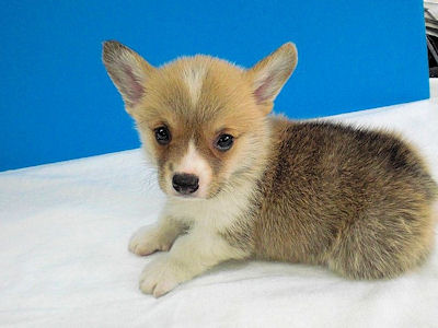 コーギー　ブリーダー　子犬販売の専門店　AngelWan　東京都　神奈川　静岡　全国