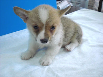 コーギー こいぬ ペットショップ コーギー ブリーダー 子犬販売の専門店 AngelWan 横浜市 戸塚区 泉区 都筑区