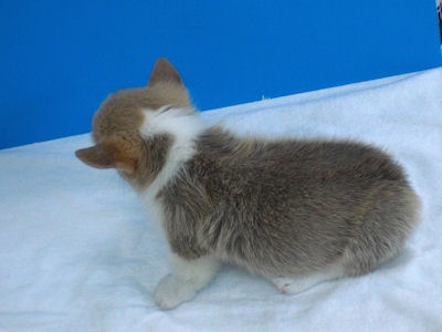 ウェルシュコーギー コーギー ブリーダー 子犬販売の専門店 AngelWan 横浜