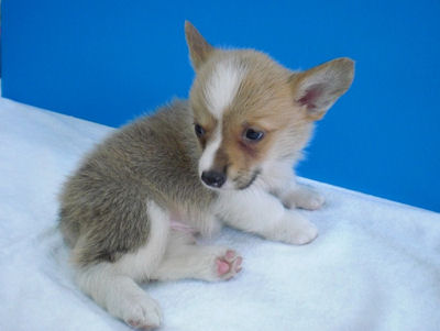 ウェルシュ・コーギー・ペンブローク 仔犬 ブリーダー コーギー ブリーダー 子犬販売の専門店 AngelWan 横浜市 港南区 中区 湘南