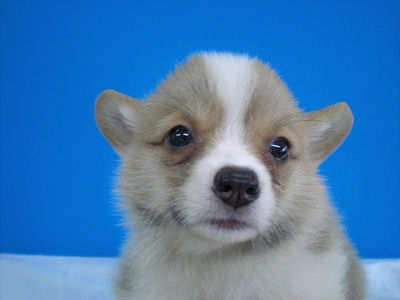 コーギー ペットショップ ドッグスポーツ コーギー ブリーダー 子犬販売の専門店 AngelWan フリスビー ディスク 運動