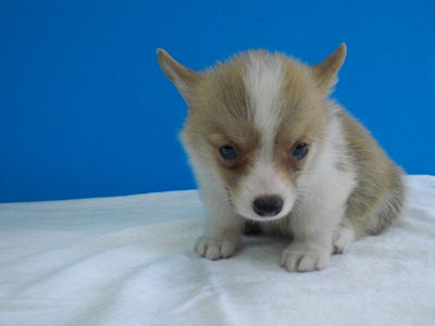 ウェルシュ・コーギー・ペンブローク 仔犬直販 ブリーダー コーギー ブリーダー 子犬販売の専門店 AngelWan 横浜 ペットショップ