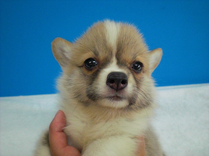 コーギー　ブリーダー　子犬販売の専門店　AngelWan　横浜市　戸塚区　瀬谷区　旭区