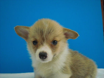 コーギー　ブリーダー　子犬販売の専門店　AngelWan　横浜　胴長短足　フルカラー