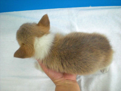 コーギー　ブリーダー　子犬販売の専門店　AngelWan　横浜　トレーニング　しつけ