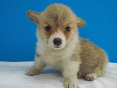 コーギー　ブリーダー　子犬販売の専門店　AngelWan　青森県　秋田県　長野県