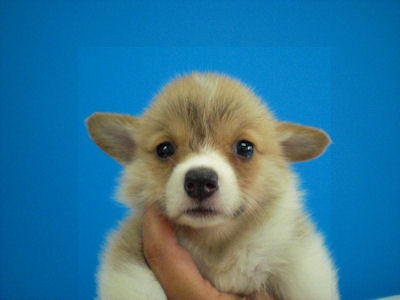 コーギー　ブリーダー　子犬販売の専門店　AngelWan　横浜