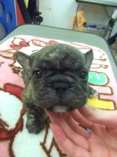 フレンチブルドッグ　ブリーダー　子犬販売の専門店　AngelWan　青森　秋田　新潟　長野