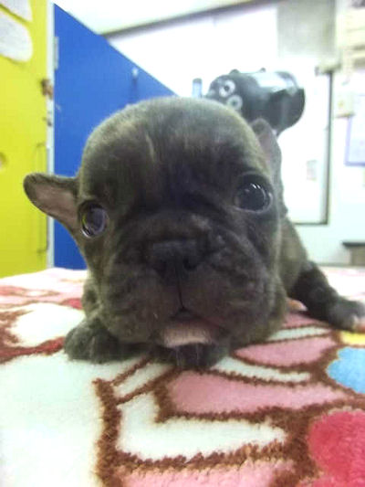 フレンチブルドッグ　ブリーダー　子犬販売の専門店　AngelWan　静岡　山梨　長野　新潟