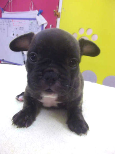 フレンチブルドッグ　ブリーダー　子犬販売の専門店　AngelWan　町田　相模原　辻堂