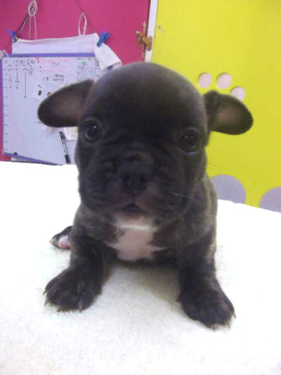 フレンチブルドッグ　ブリーダー　子犬販売の専門店AngelWan　茅ヶ崎　平塚　鎌倉　逗子
