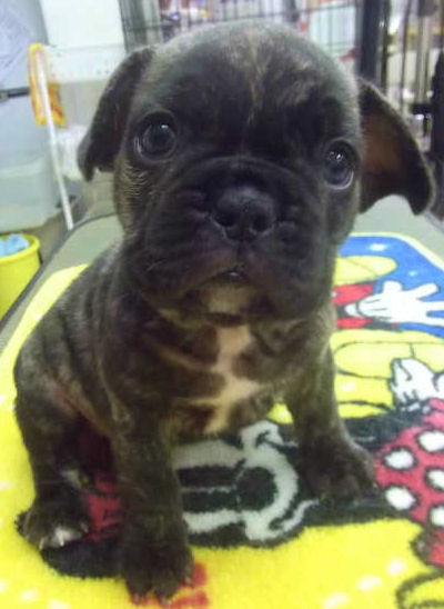 フレンチブルドッグ　ブリーダー　子犬販売の専門店　AngelWan　横浜市　ペットショップ