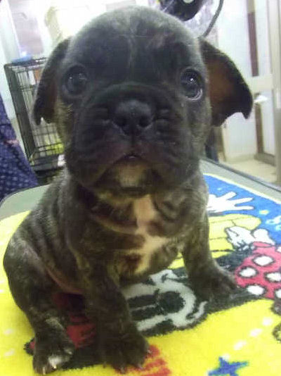 フレンチブルドッグ　ブリーダー　子犬販売の専門店　AngelWan　町田　相模原　川崎