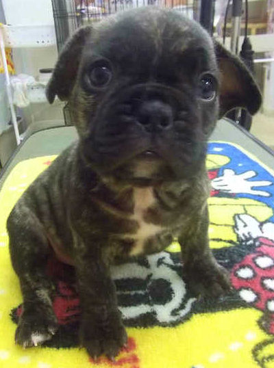 フレンチブルドッグ　ブリーダー　子犬販売の専門店　AngelWan　横浜市　港北区　都筑区