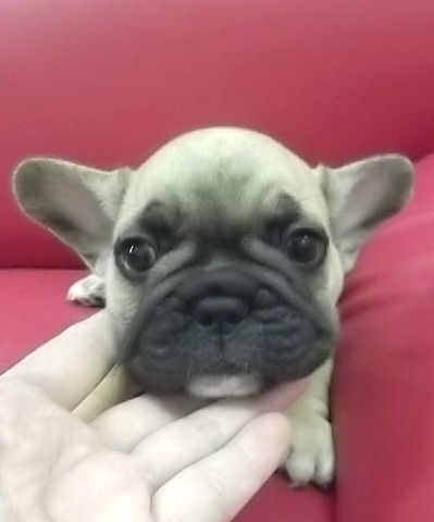 フレンチブルドッグ レアカラー 仔犬 フレンチブルドッグ ブリーダー 子犬販売の専門店AngelWan 横浜市 中区 みなとみらい