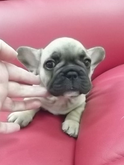 フレンチブルドッグ 子犬 ブリーダー直販 フレンチブルドッグ ブリーダー 子犬販売の専門店 AngelWan 東京 千葉 埼玉
