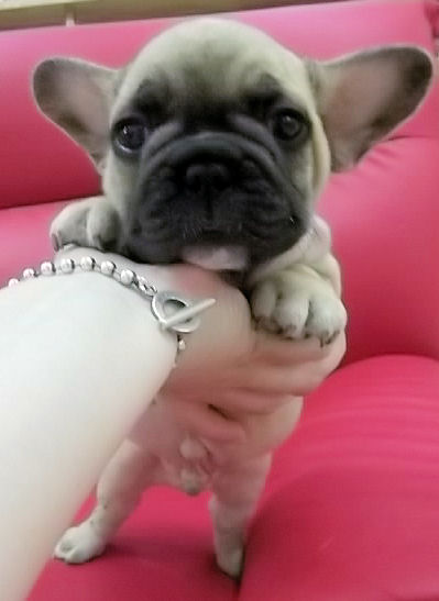 フレンチブルドッグ 鼻ぺちゃ ぶさかわ フレンチブルドッグ ブリーダー 子犬販売の専門店 AngelWan 神奈川 青森 秋田